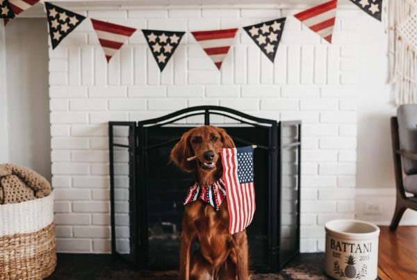 A Dog in front of fireplace, with american flag in mouth